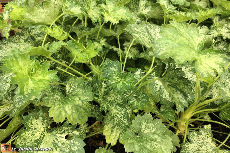 Heuchera Dew Drops