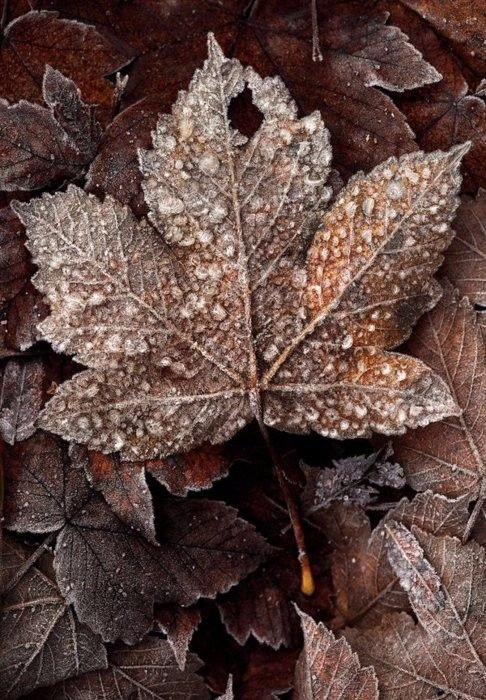 automne_9