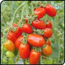 tomate aligote