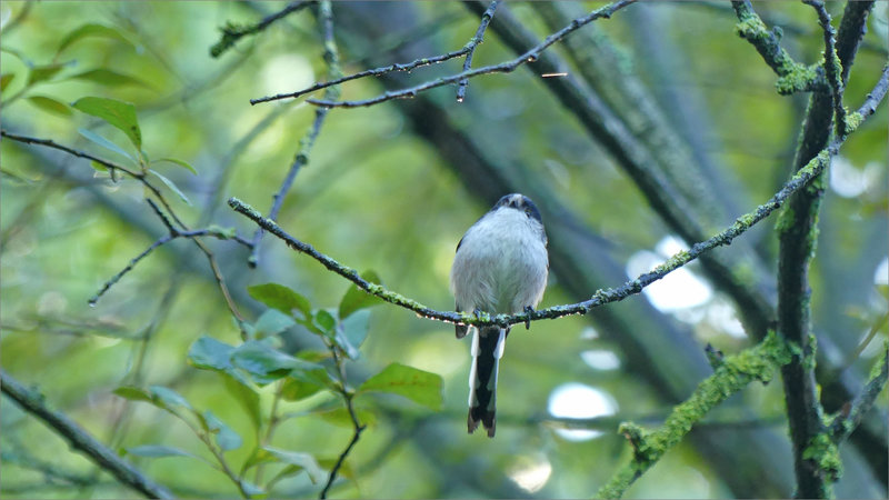 Oiseau mésange longue queue 1 220923