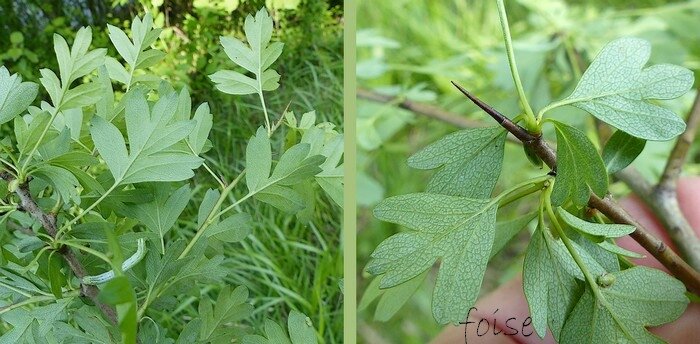 rameaux pourpre foncé terminés en pointe acérée