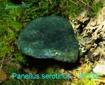 Panellus serotinus