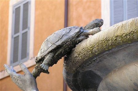 TORTUE_