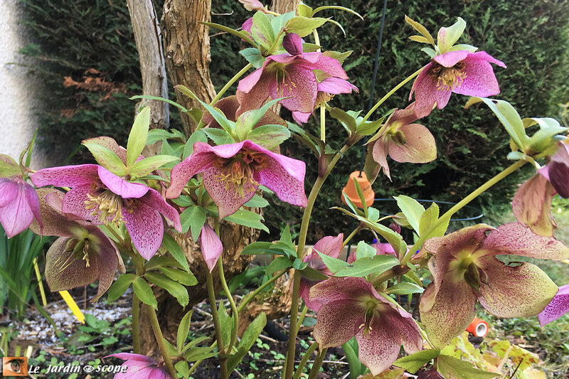 Hellebore-orientale