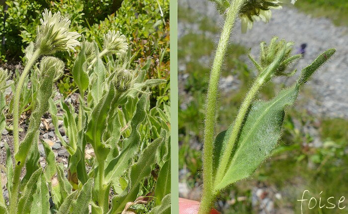 feuilles lancéolées parfois embrassante à bord ondulé nombreux poils glanduleux