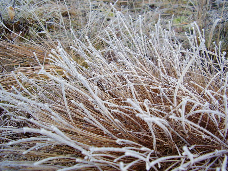 01-10-08 Givre (23)