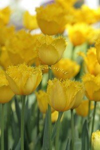 IMG_2492copie2