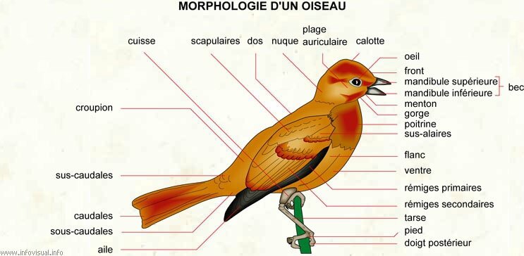 053 Morphologie oiseau