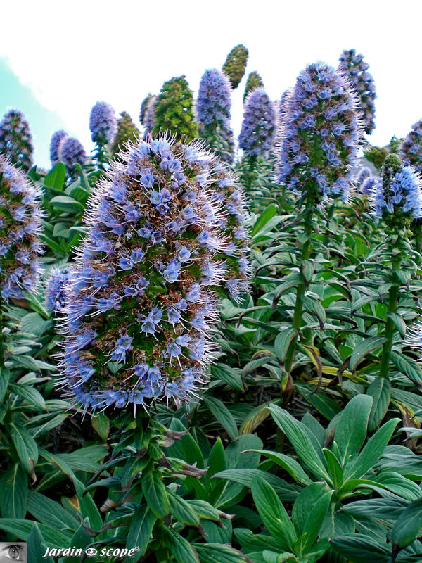8802-Echium-Viperine