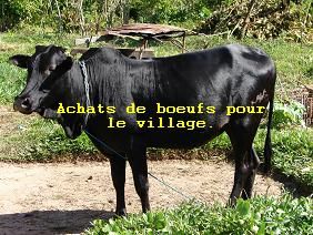 Le_boeuf