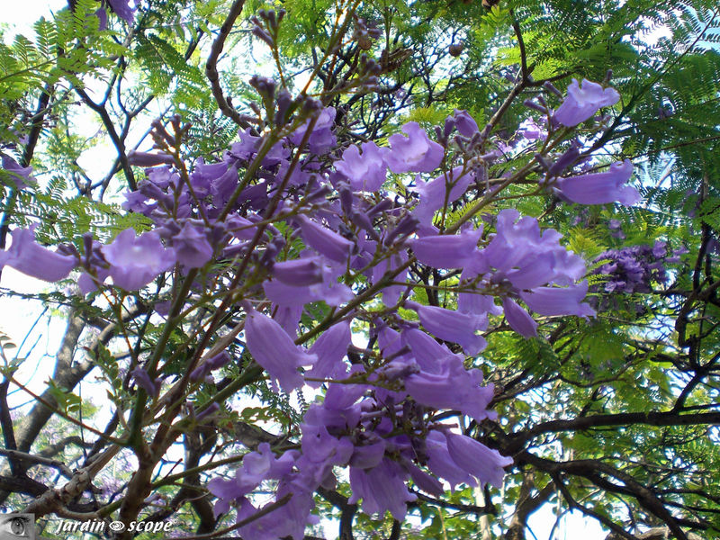 9080-Fleurs-Jacaranda