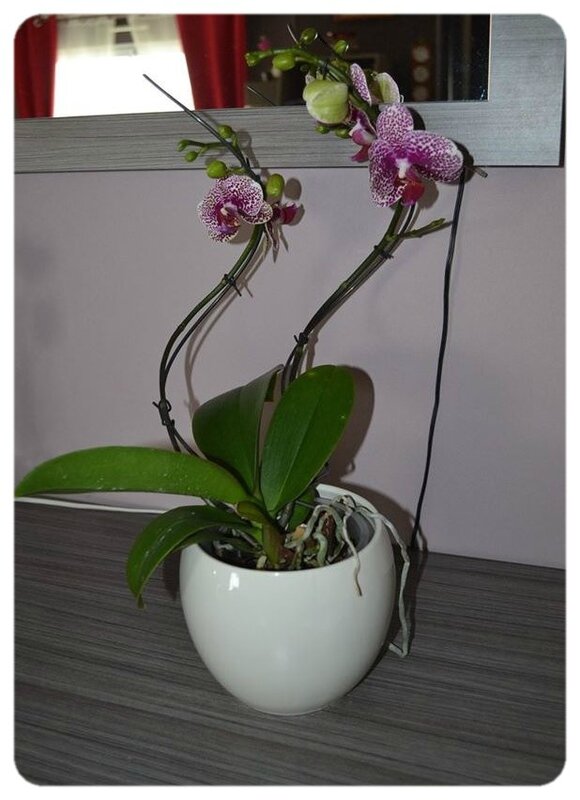 orchidee