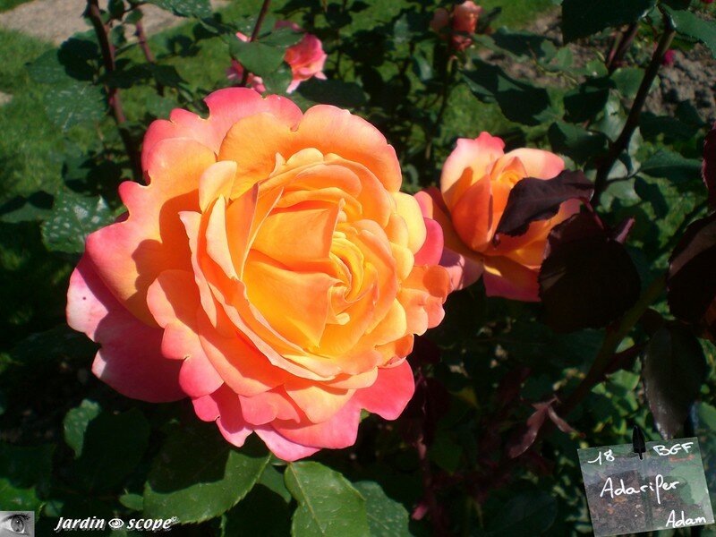 Rose 