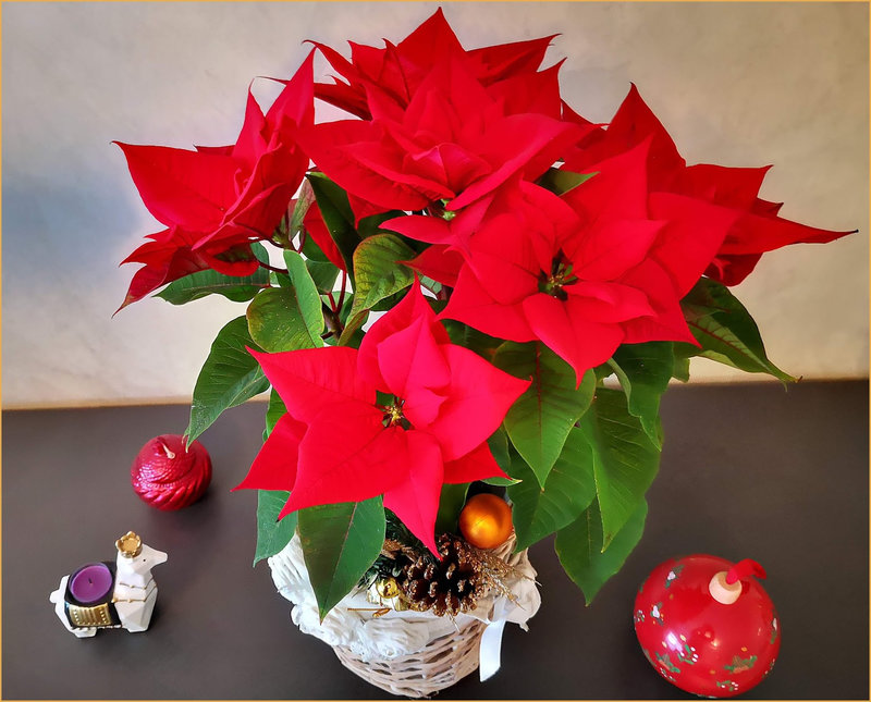 pourlyloupoinsettia