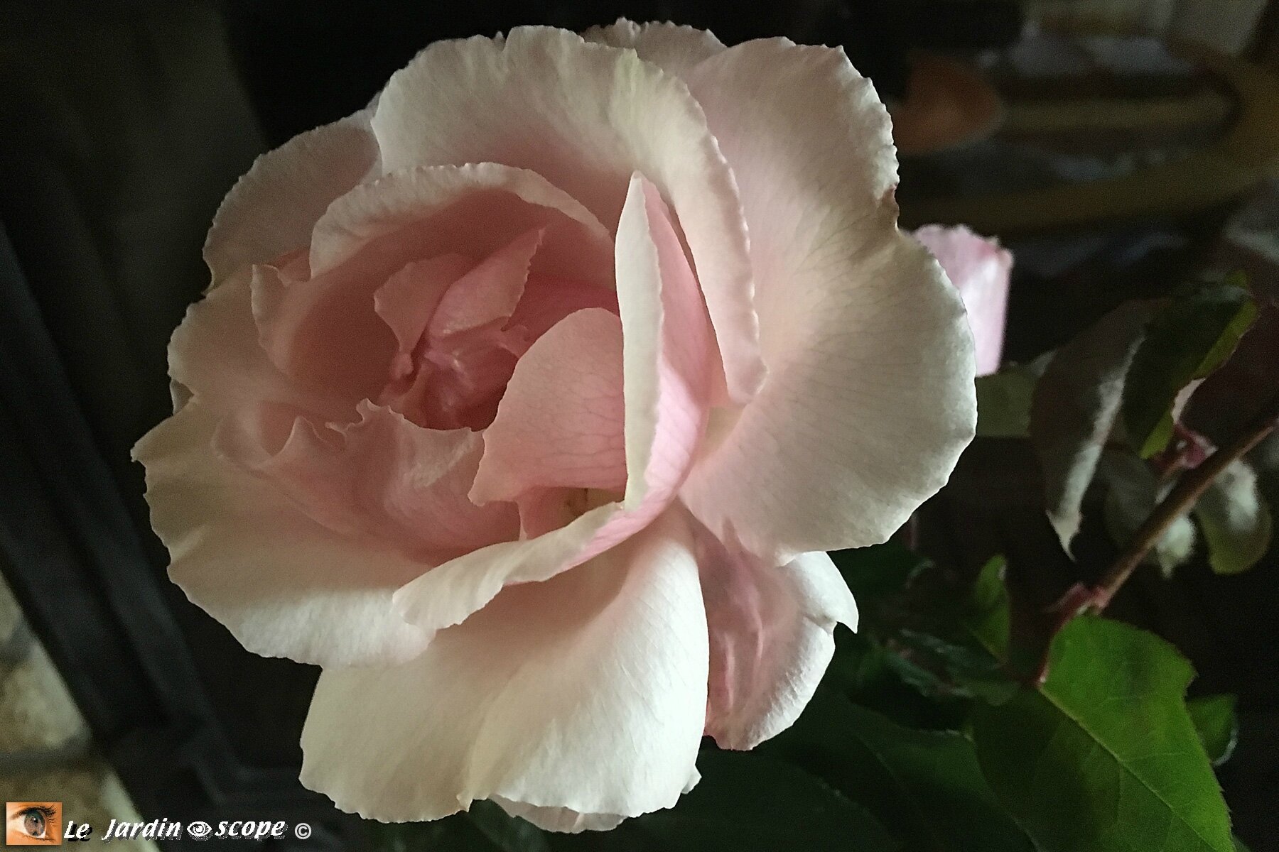 Rosier moderne 'The Mac Cartney Rose'® (31 décembre 2017)