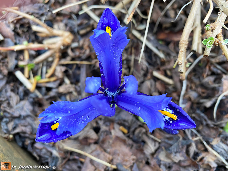 Iris-reticulata