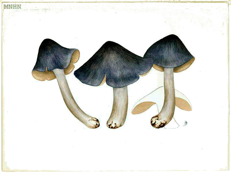 116 Inocybe jurana cf adaequata b