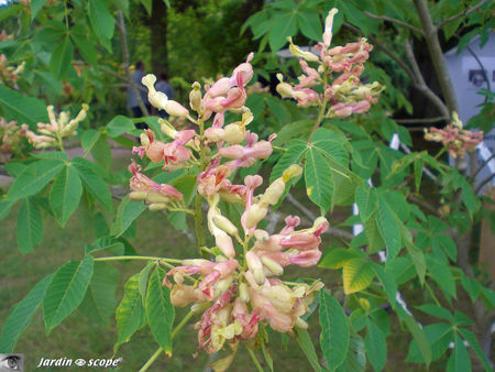 9399_Aesculus_x_Mutabilis