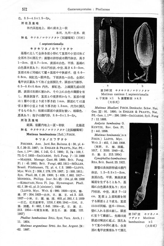 Mycological flora of Japan [1959] p 572