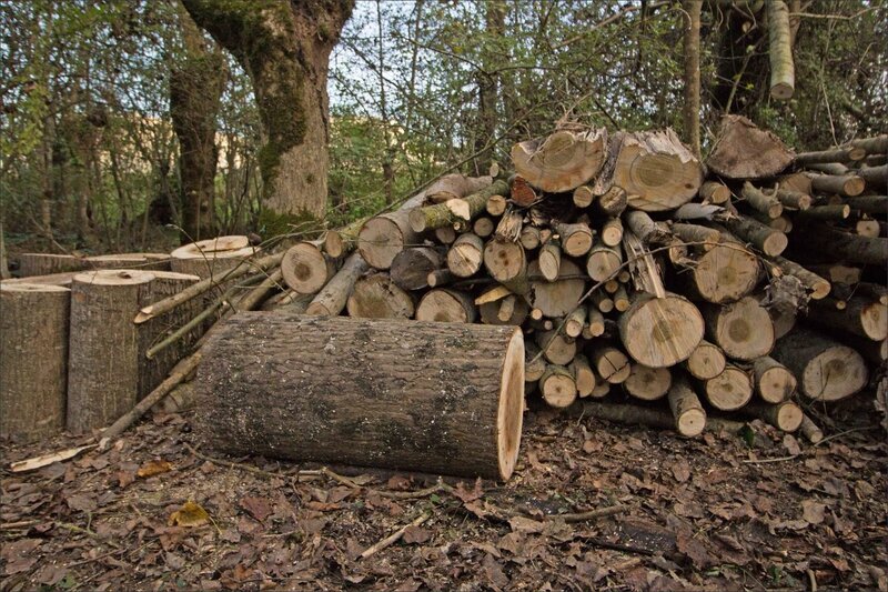 Galuchet chantier tas de bois 151115