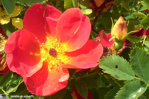 jardins_de_Roquelin_72