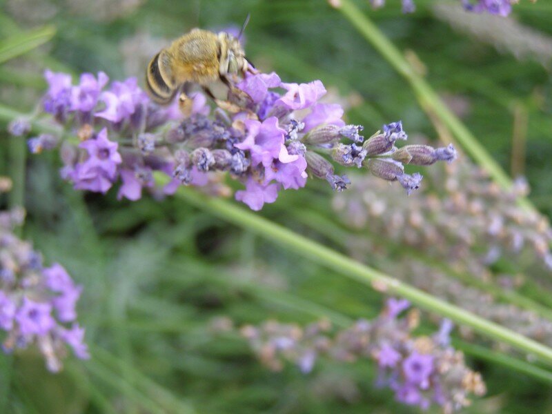 lavande et abeille