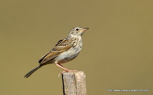 pipit_correndera