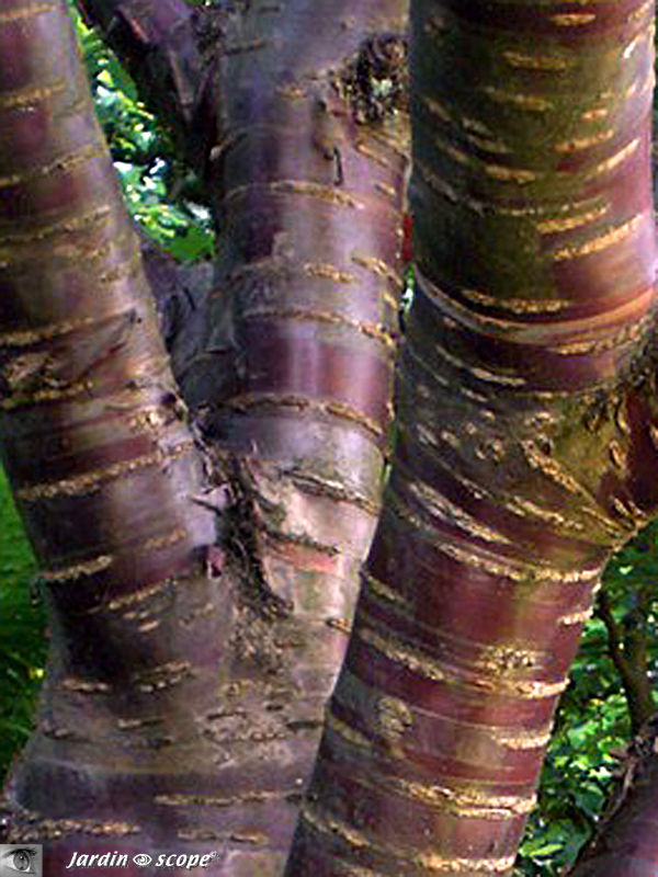 Prunus du Tibet • Prunus serrula • Famille des Rosaceae
