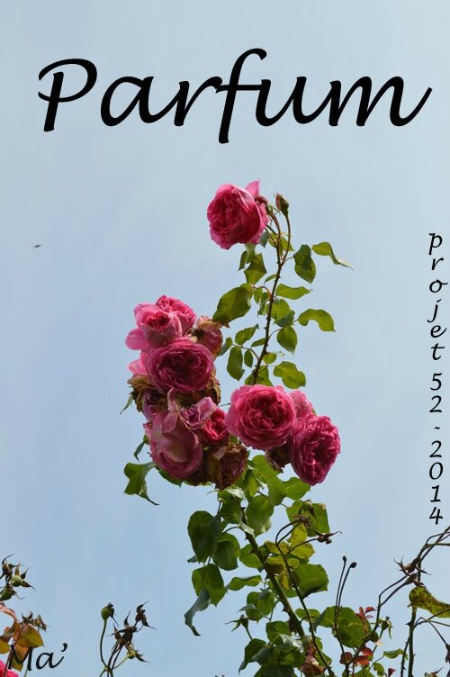 52-2014_S32_Parfum