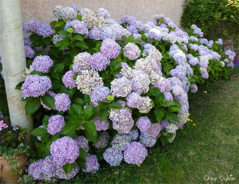 Hortensias 18-07-24