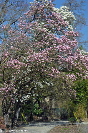 Magnolias_complementaires