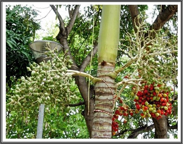 PARC_ARBRE_AVEC_FRUITS_