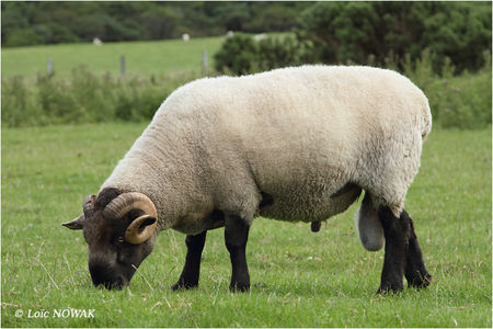 Scottish_Blackface