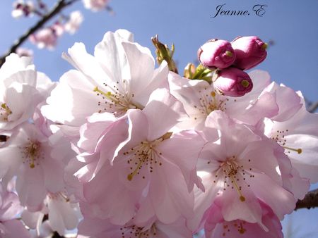 printemps_rose