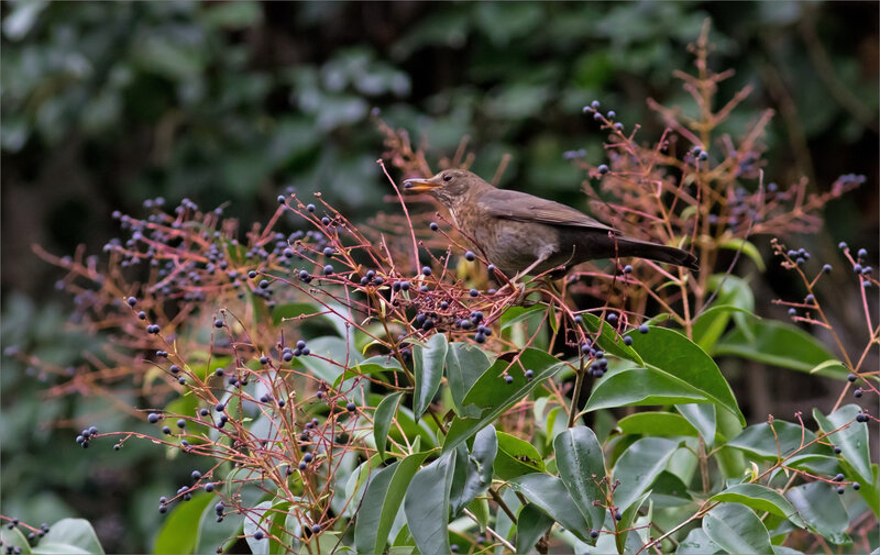 oiseau merle baie troëne 131119
