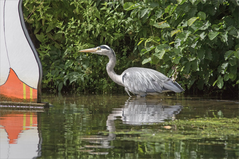 Oiseau héron baigneuse 1 070821