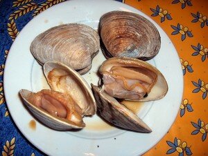 clams02__CdMer