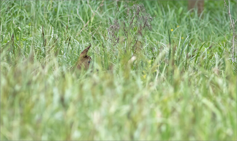 Galuchet chevreuil 080519 5