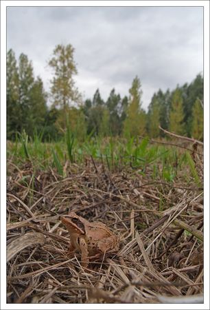 Galuchet_grenouille_rousse_vertic_101010