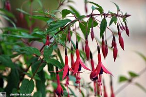 Fuschia-Riccartonii