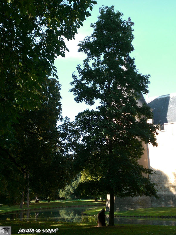 Liquidambar ou Copalme d'Amérique • Famille des Hamamelidaceae