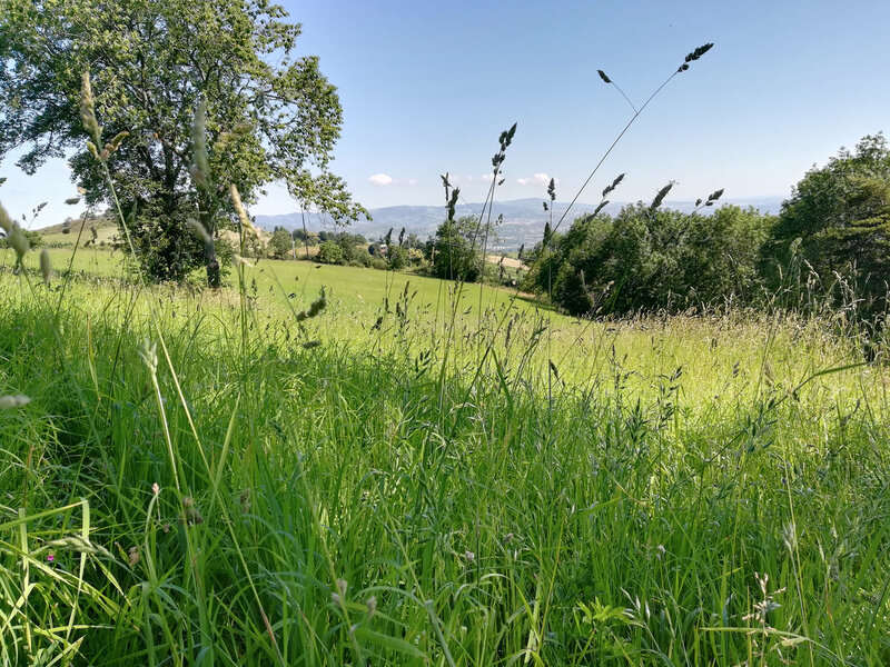 promenade 20 juin 2018 (2)