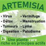 artemisia-baomix-laboratoire-biologiquement-phytotherapie-traitement-therapeutique-plantes-medicinales
