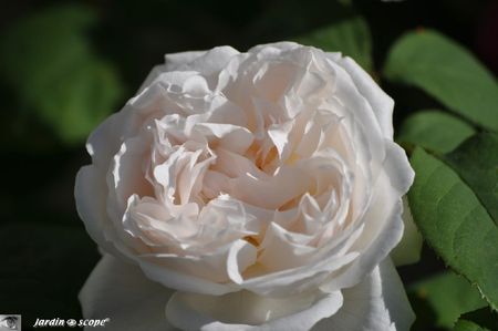 Rosier-Winchester-Cathedral-2