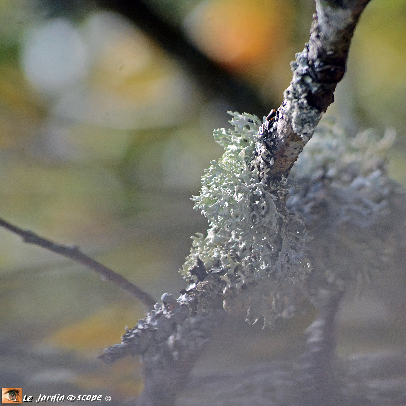 Lichen fruticuleux sp.