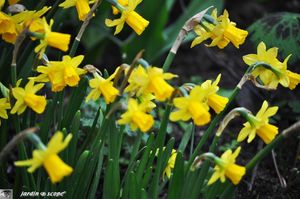 Narcisses-tête-à-tête