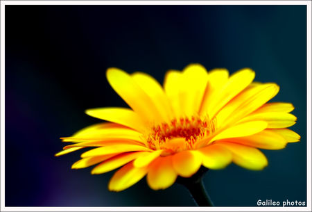 fleur_des_champs_jaune