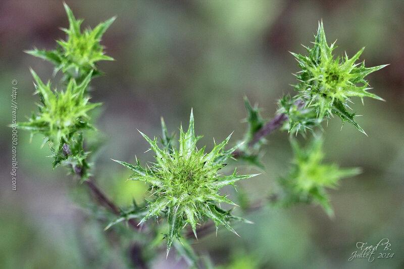 Cirsium sp ?