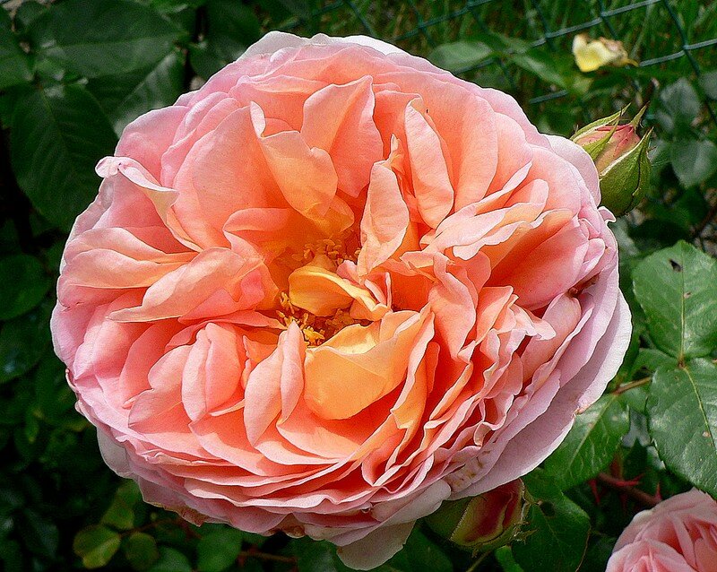 rose anglaise Abraham Darby