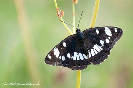 2012_06_09_Sylvain_azuré_03